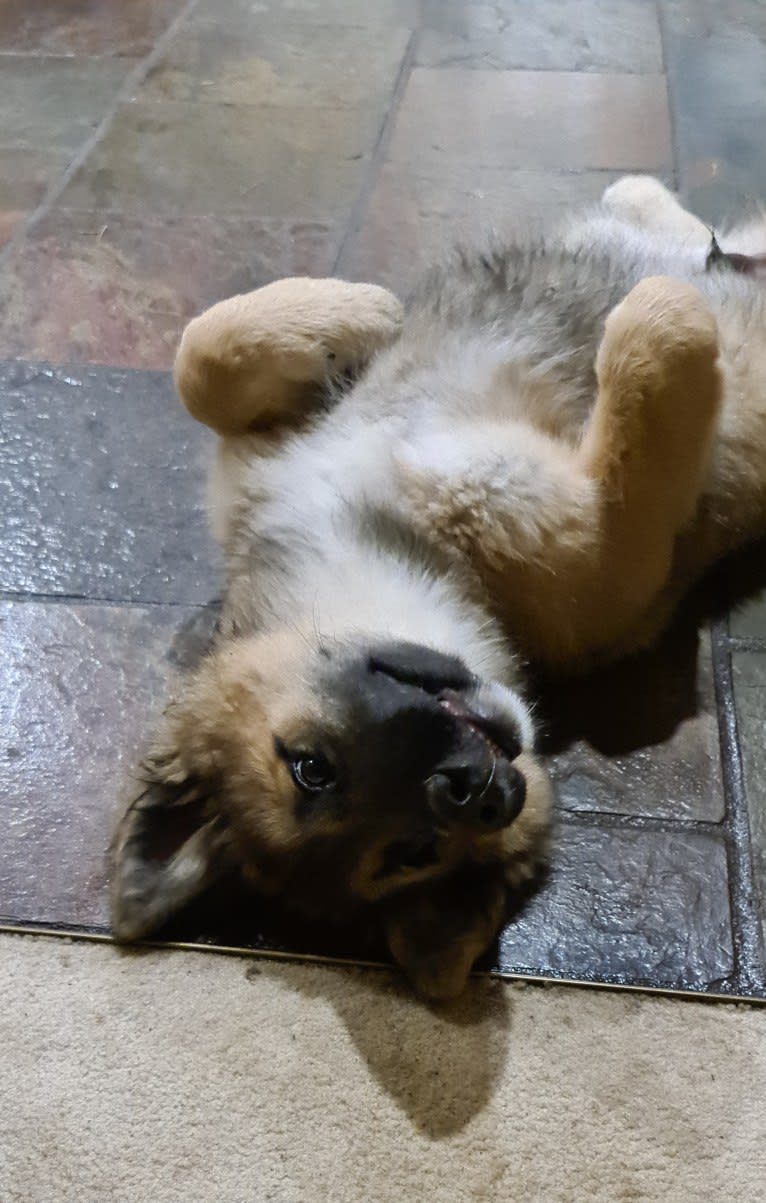Tinos, a German Shepherd Dog and Alaskan Malamute mix tested with EmbarkVet.com