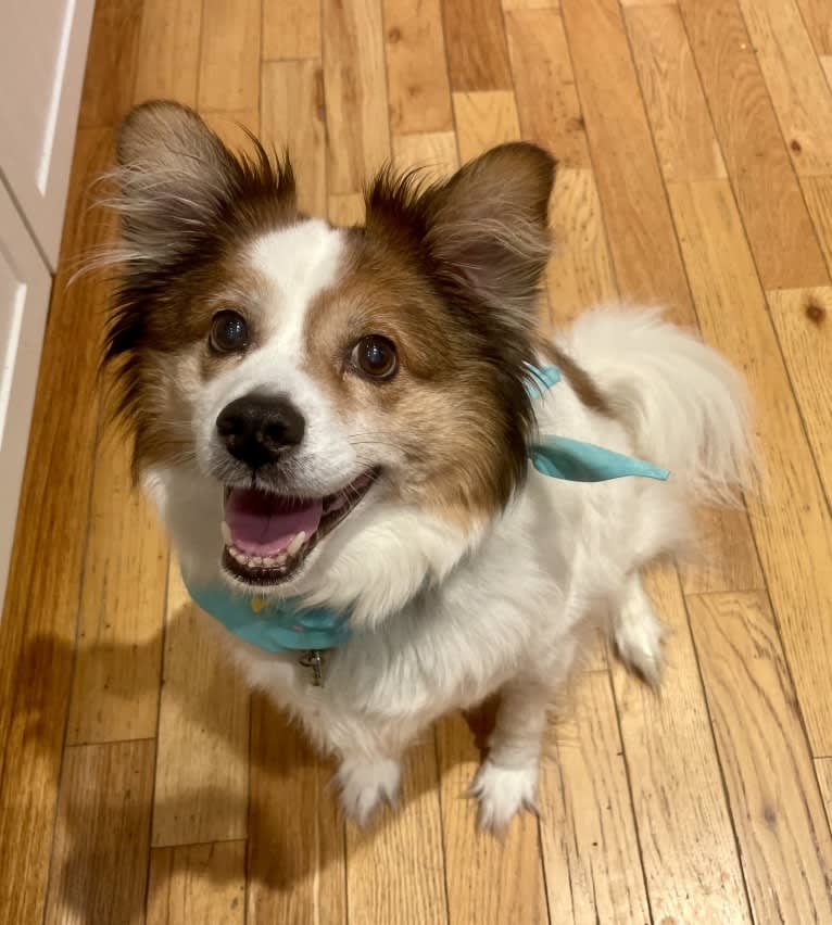 Cooper, an Australian Cattle Dog and Shih Tzu mix tested with EmbarkVet.com