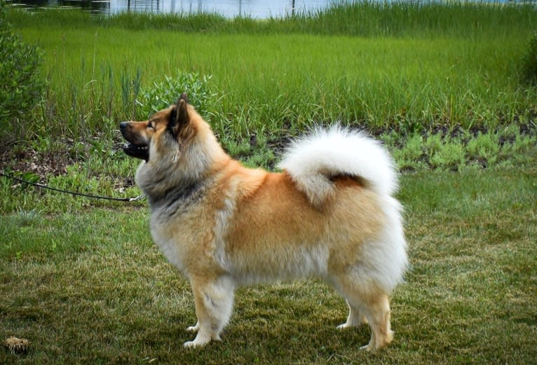 Rhu, an Eurasier tested with EmbarkVet.com