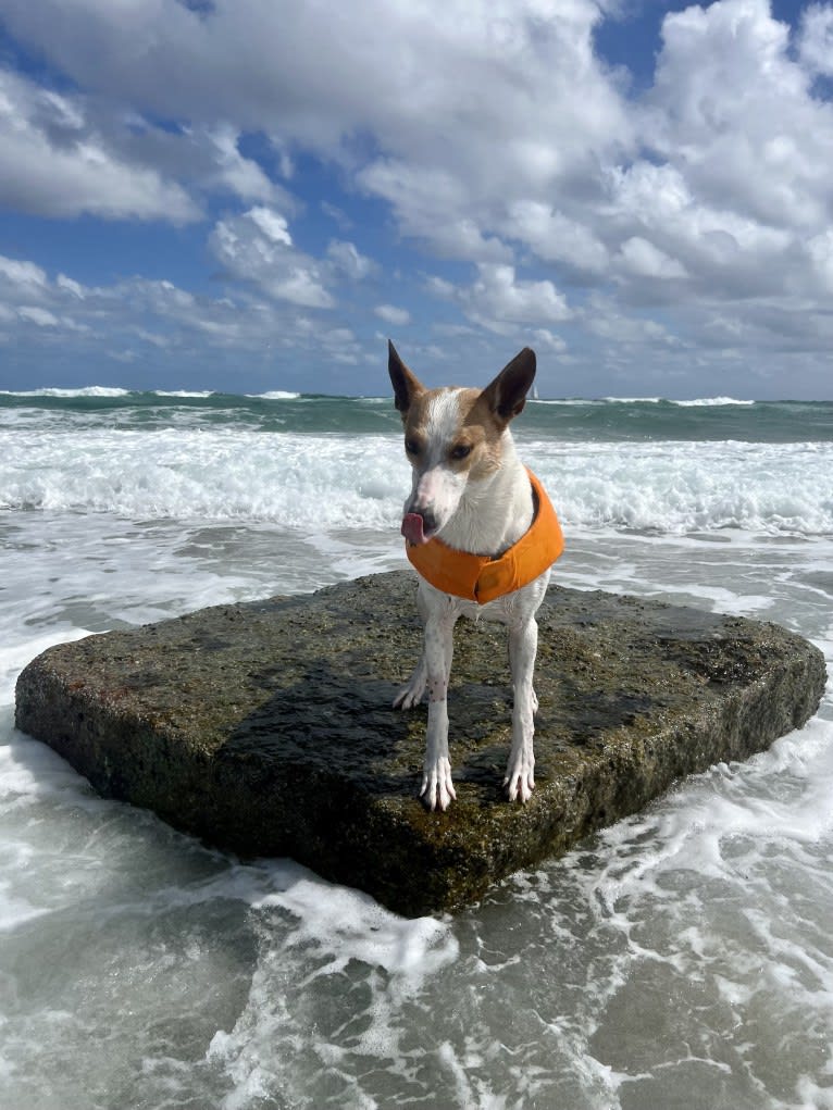 Banbury Cross Berlin, a Carolina Dog tested with EmbarkVet.com