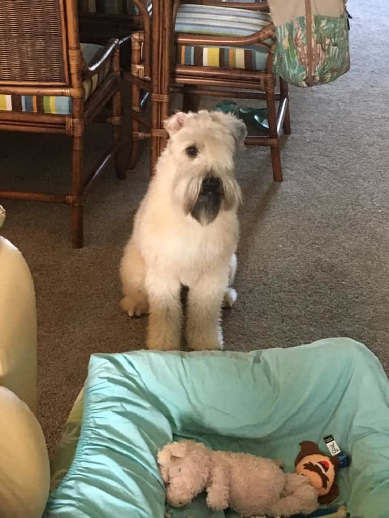 Otis, a Soft Coated Wheaten Terrier tested with EmbarkVet.com