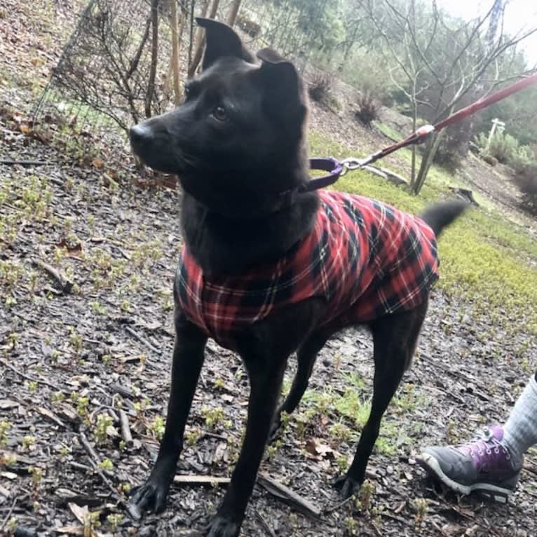 RoofyRoo, a Formosan Mountain Dog tested with EmbarkVet.com