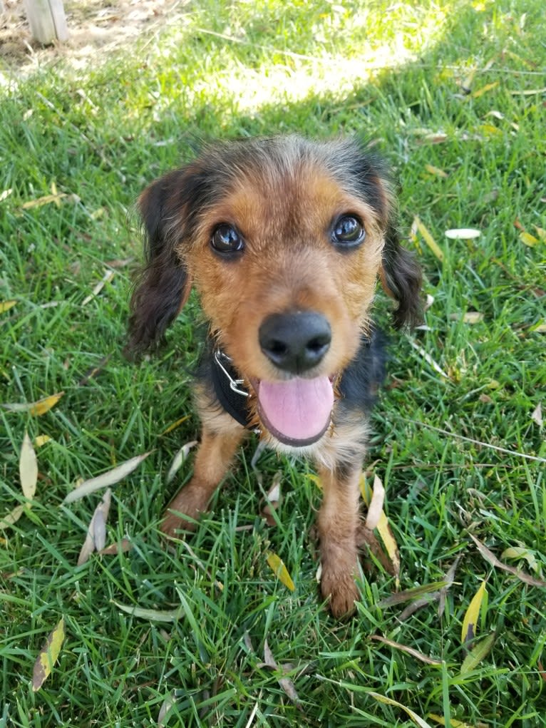 Romeo, a Cocker Spaniel and Yorkshire Terrier mix tested with EmbarkVet.com