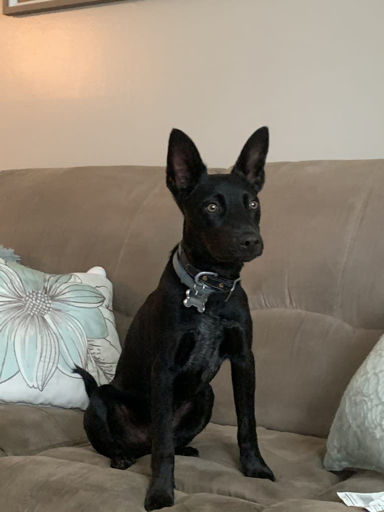 Westin, an Australian Cattle Dog and American Pit Bull Terrier mix tested with EmbarkVet.com