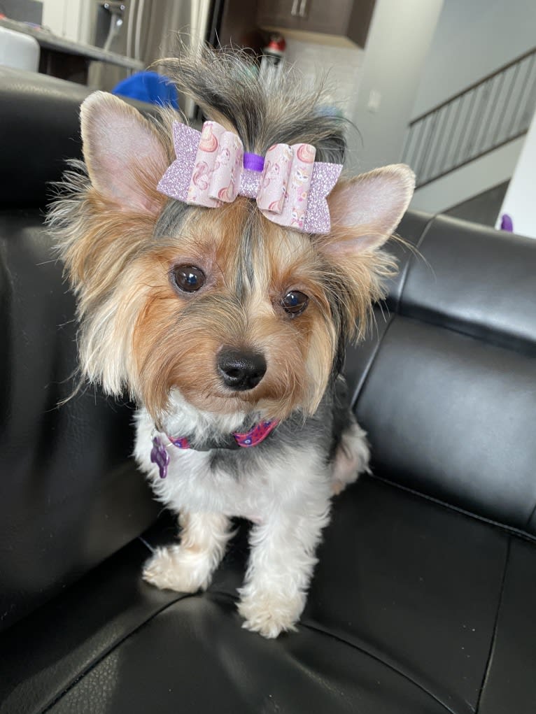 Belle, a Biewer Terrier tested with EmbarkVet.com