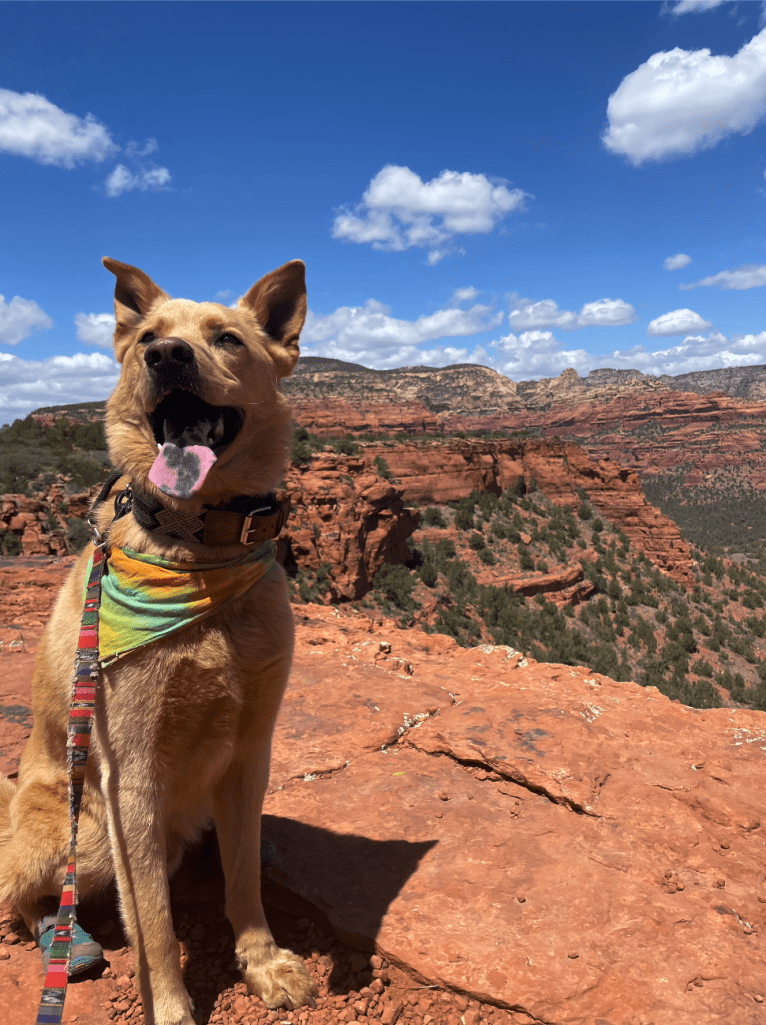 Goose, a German Shepherd Dog and Siberian Husky mix tested with EmbarkVet.com