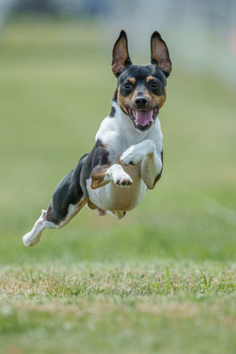 Bode, a Rat Terrier tested with EmbarkVet.com