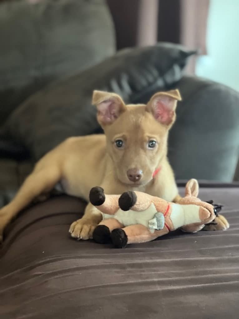 Lola, an American Pit Bull Terrier and Siberian Husky mix tested with EmbarkVet.com