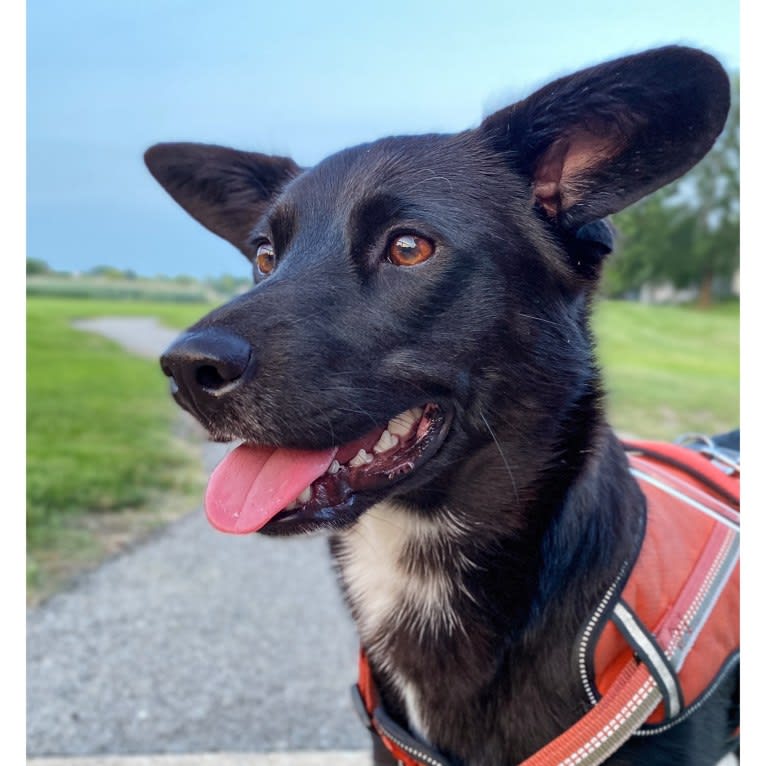 Clementine, a Labrador Retriever and Beagle mix tested with EmbarkVet.com