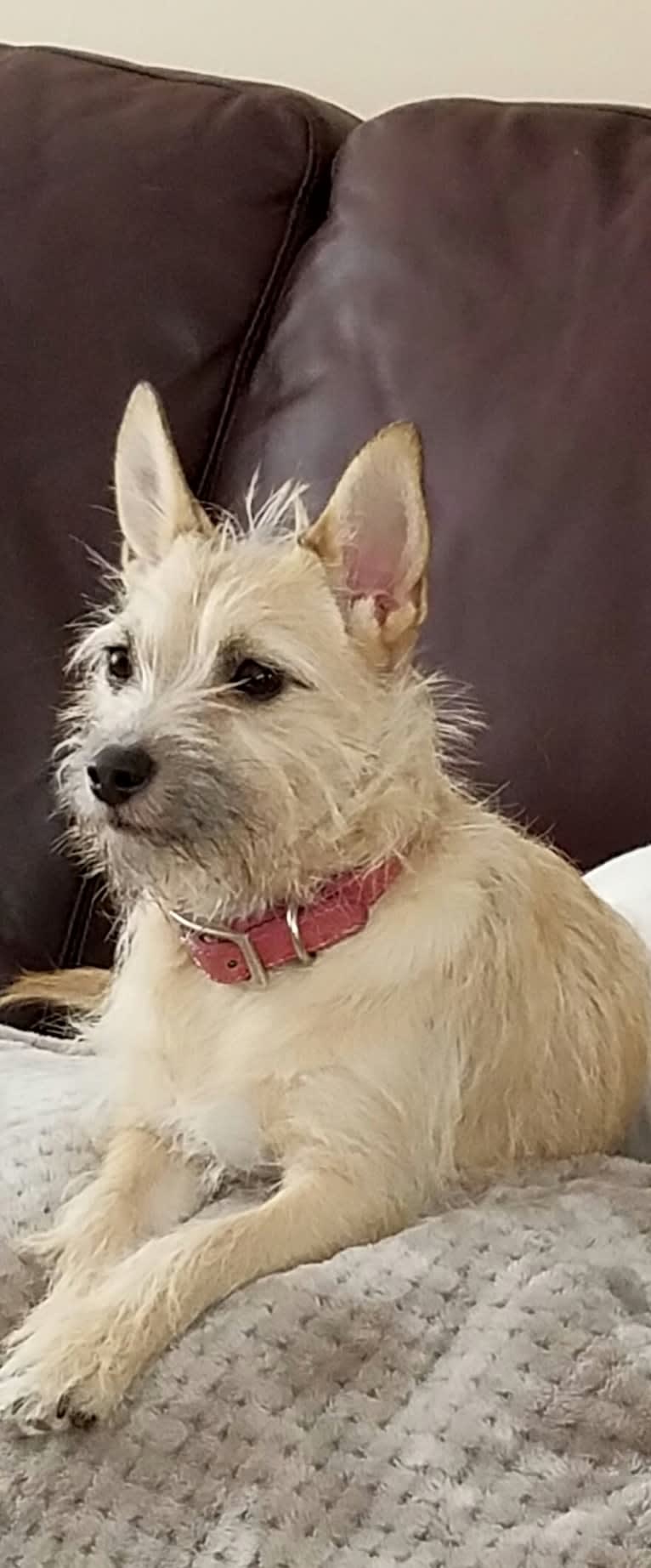 Gracie, a Rat Terrier and Pomeranian mix tested with EmbarkVet.com