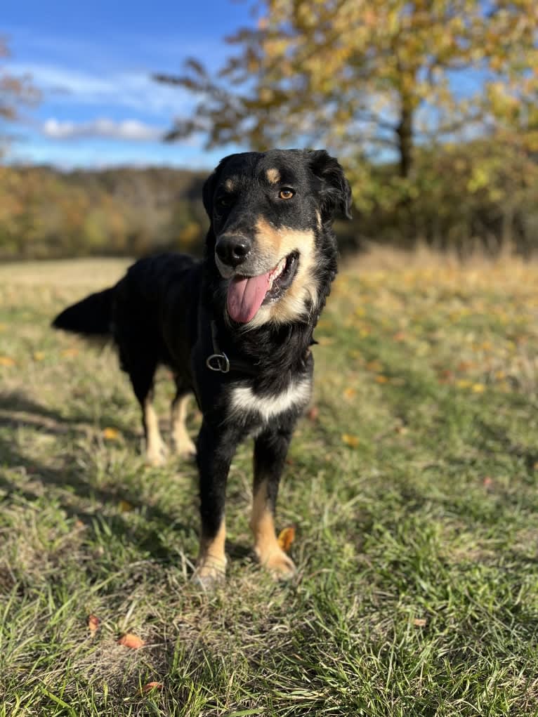 Cashew, a Border Collie and Labrador Retriever mix tested with EmbarkVet.com