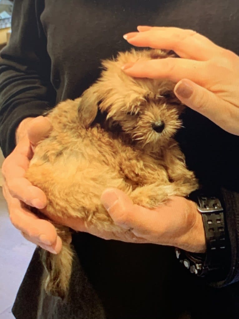 Gonta, a Yorkshire Terrier and Cocker Spaniel mix tested with EmbarkVet.com