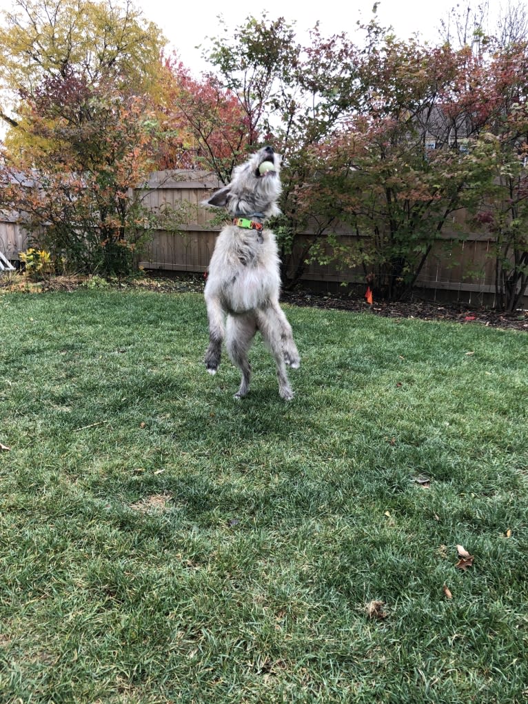 Beatrice, an Irish Wolfhound tested with EmbarkVet.com