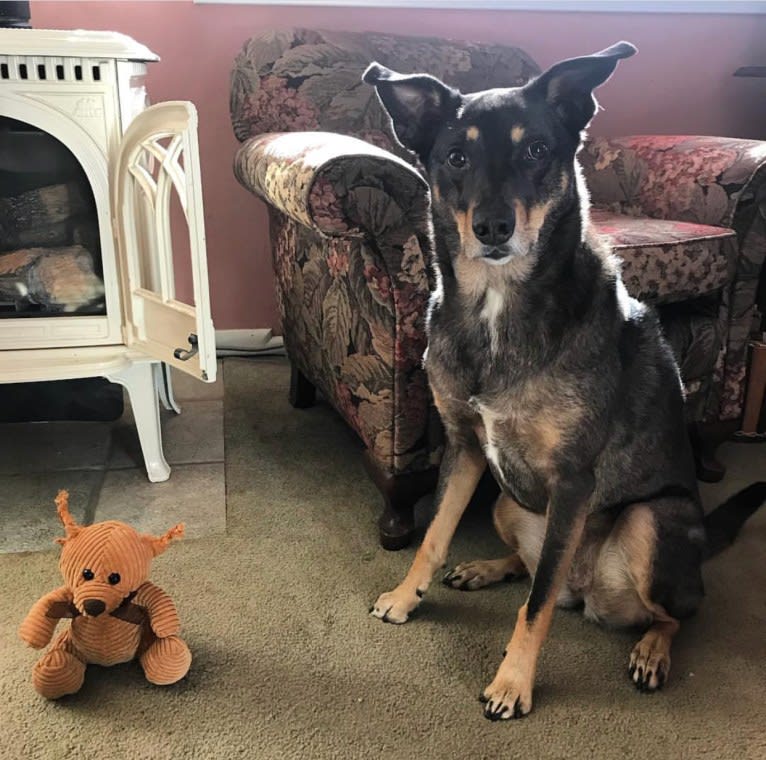 LOLA, an Australian Shepherd and Australian Cattle Dog mix tested with EmbarkVet.com