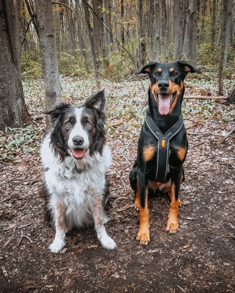 Hati, a Doberman Pinscher and German Shepherd Dog mix tested with EmbarkVet.com