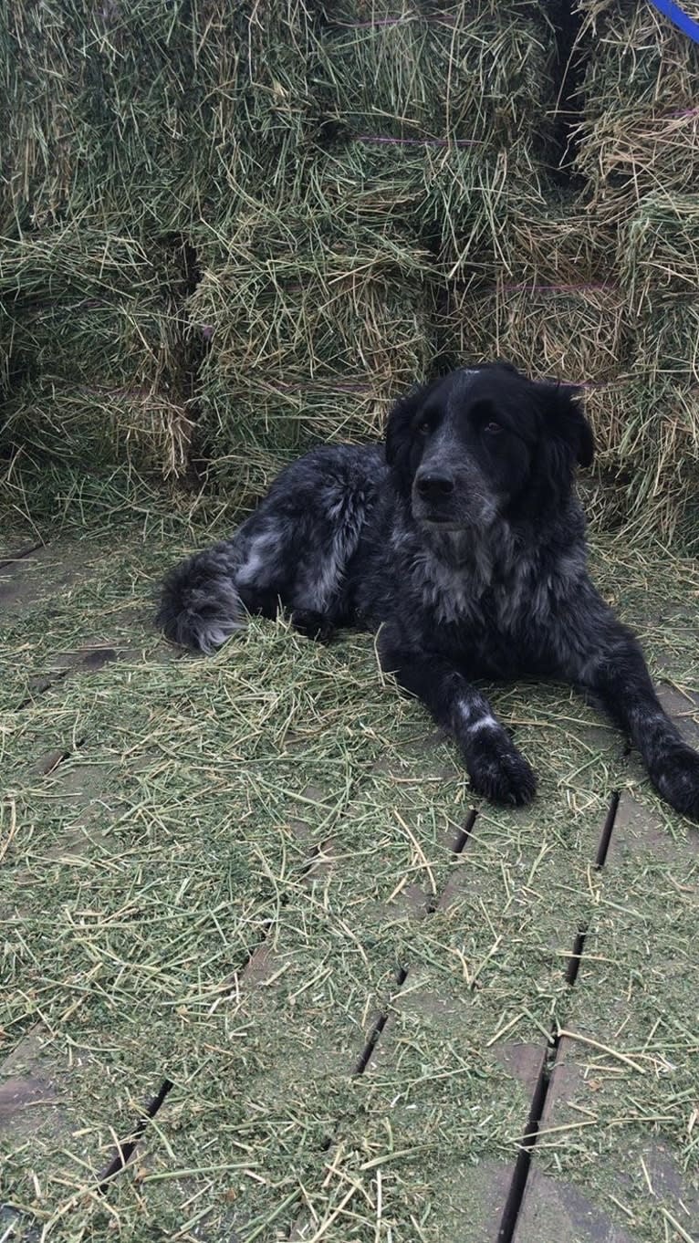 Fred, a Golden Retriever and Great Pyrenees mix tested with EmbarkVet.com