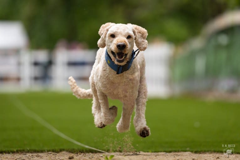 Sam, a Goldendoodle tested with EmbarkVet.com