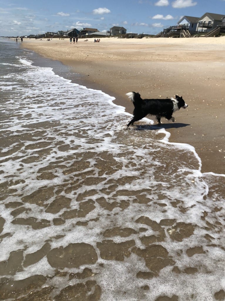 Angel, a Border Collie tested with EmbarkVet.com