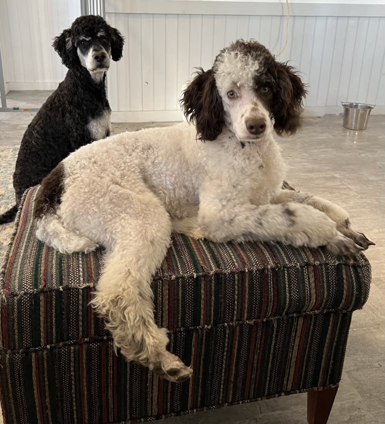 Axel, a Poodle tested with EmbarkVet.com