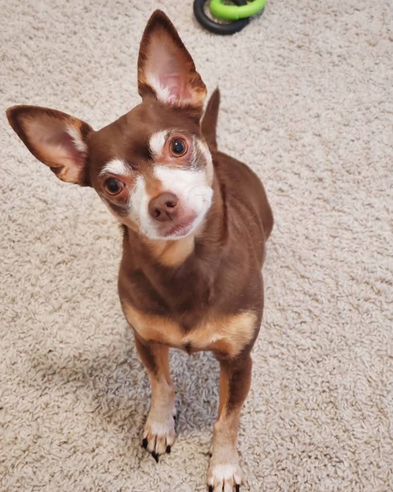 Loki, a Chihuahua and Toy Fox Terrier mix tested with EmbarkVet.com