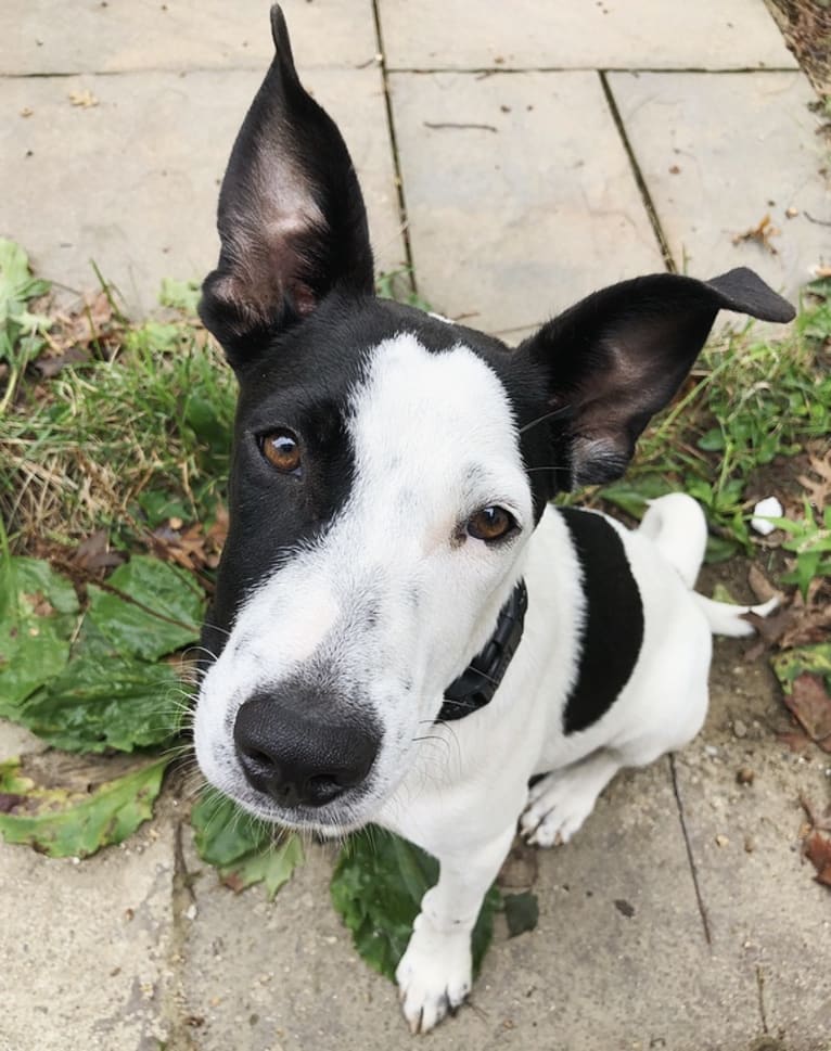 Merlin, an American Staffordshire Terrier and Australian Cattle Dog mix tested with EmbarkVet.com