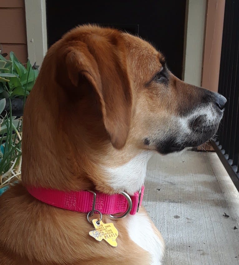 Harley, a Great Pyrenees and American Pit Bull Terrier mix tested with EmbarkVet.com