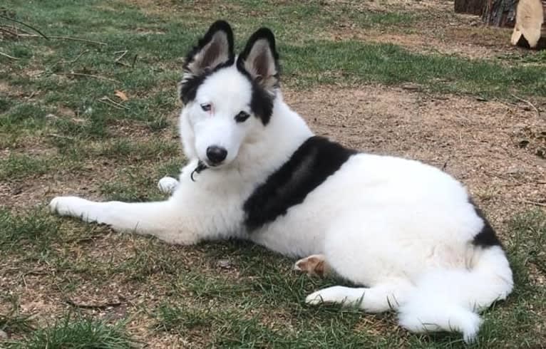 Suki, a Yakutian Laika tested with EmbarkVet.com