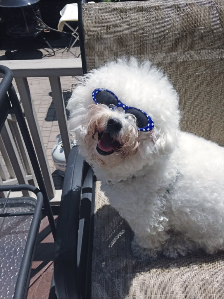 Georgia Caroline, a Bichon Frise tested with EmbarkVet.com