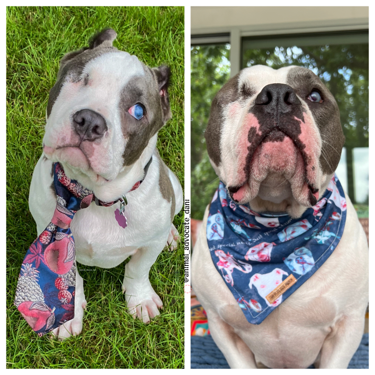 Rhino, an American Bully and Bulldog mix tested with EmbarkVet.com