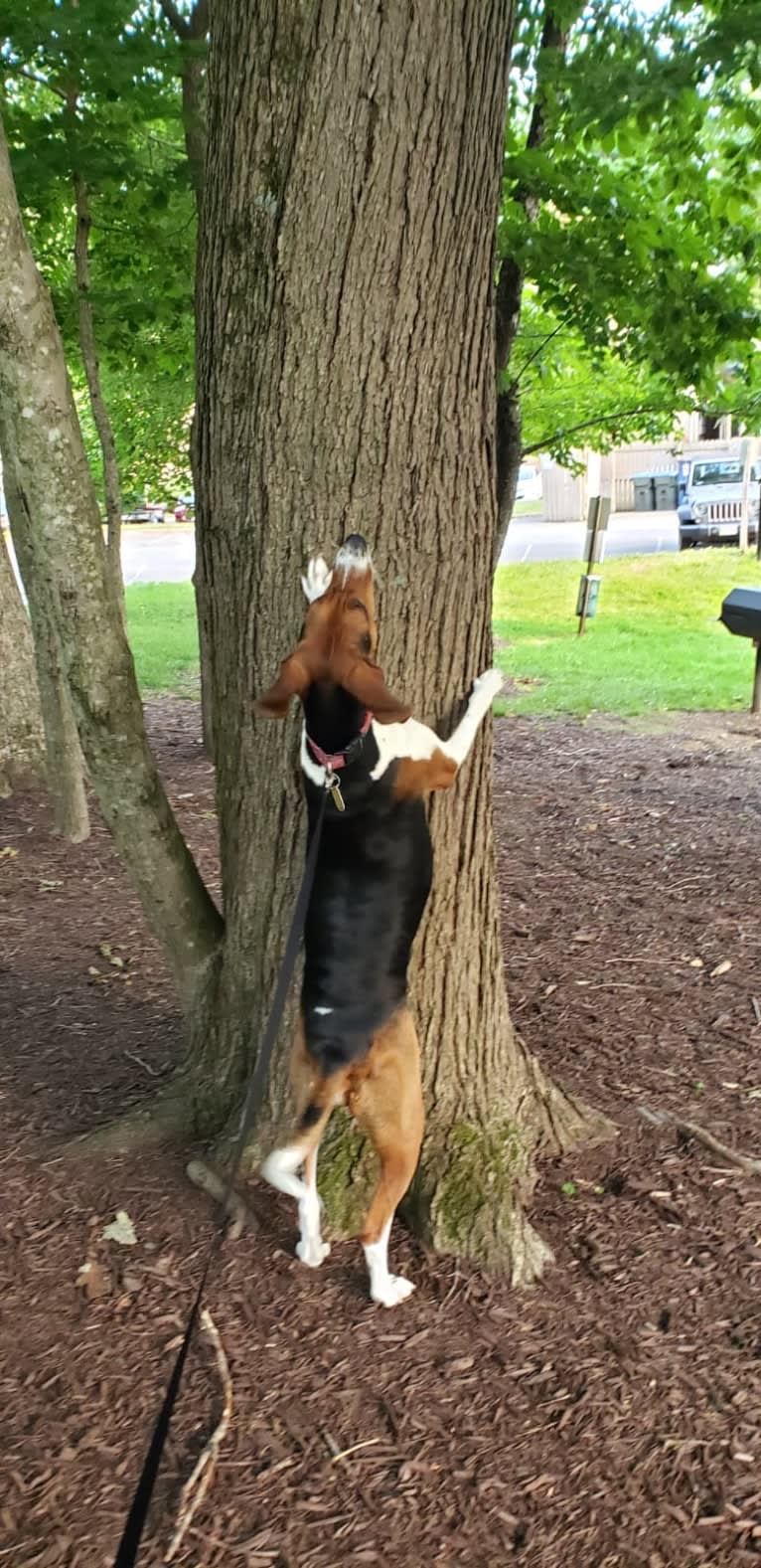 Roxy, a Treeing Walker Coonhound tested with EmbarkVet.com