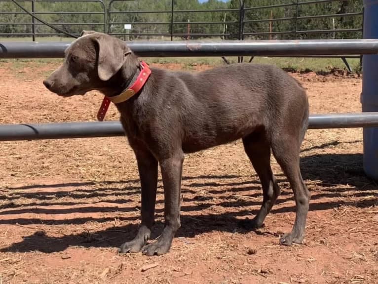 Flip, a Blue Lacy tested with EmbarkVet.com