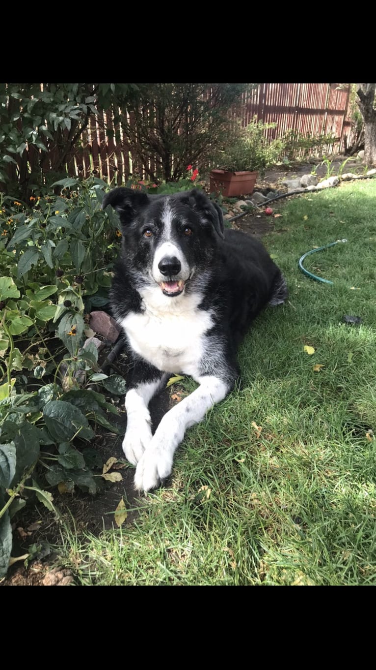 Teddy, a Border Collie and Great Pyrenees mix tested with EmbarkVet.com
