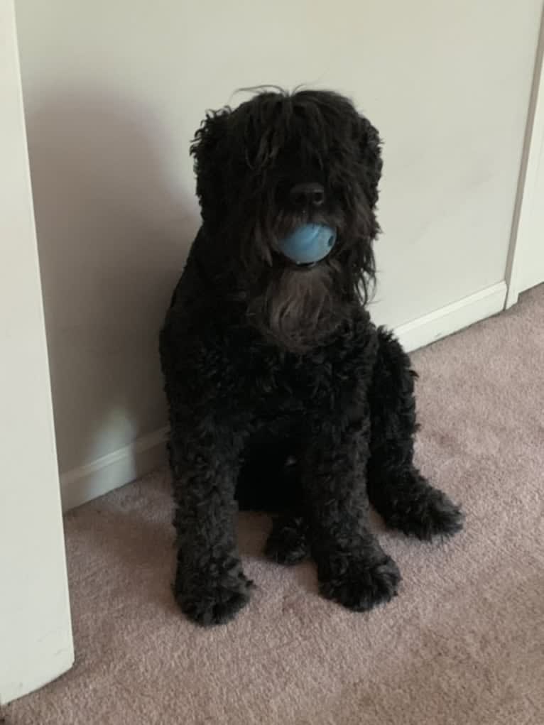 Olive, a Bouvier des Flandres tested with EmbarkVet.com