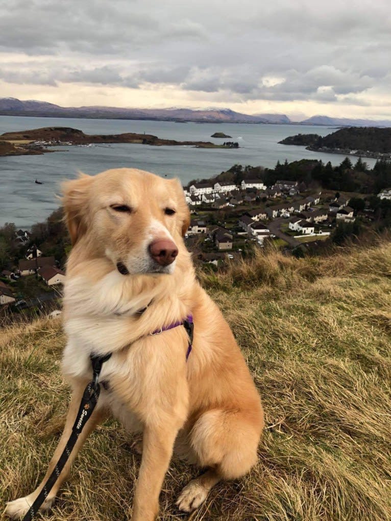 Olive, an Eastern European Village Dog tested with EmbarkVet.com