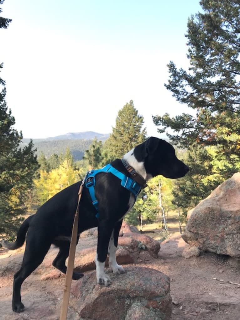 Ralph, an Australian Cattle Dog and American Pit Bull Terrier mix tested with EmbarkVet.com