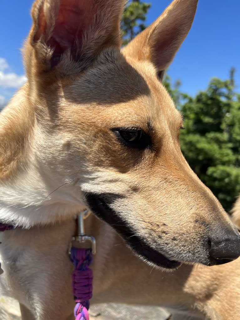 Lady Nala Bear BCF, a Carolina Dog tested with EmbarkVet.com