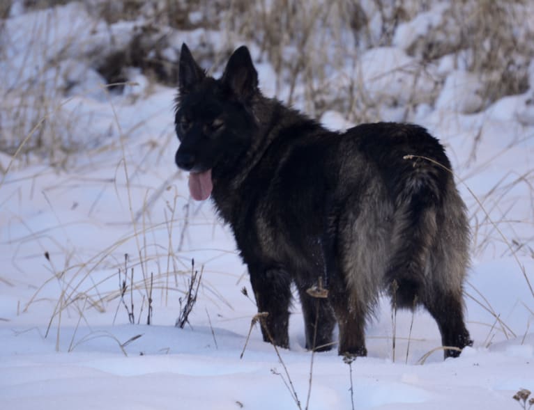Lulu, a German Shepherd Dog and Alaskan Malamute mix tested with EmbarkVet.com