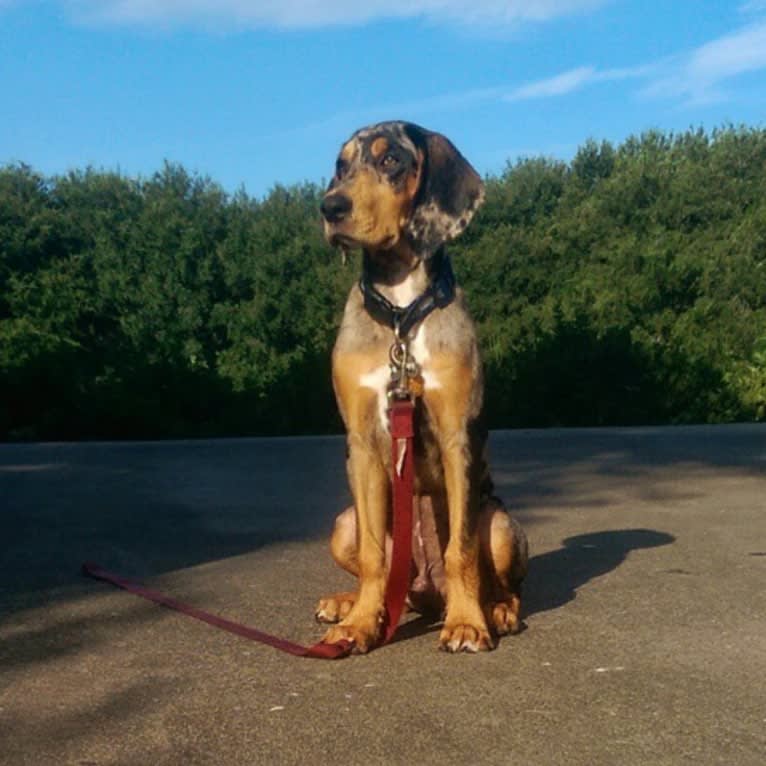 Winston, an American Leopard Hound tested with EmbarkVet.com