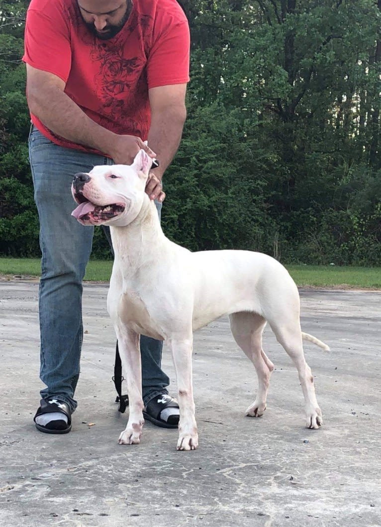 Mercy, a Dogo Argentino tested with EmbarkVet.com