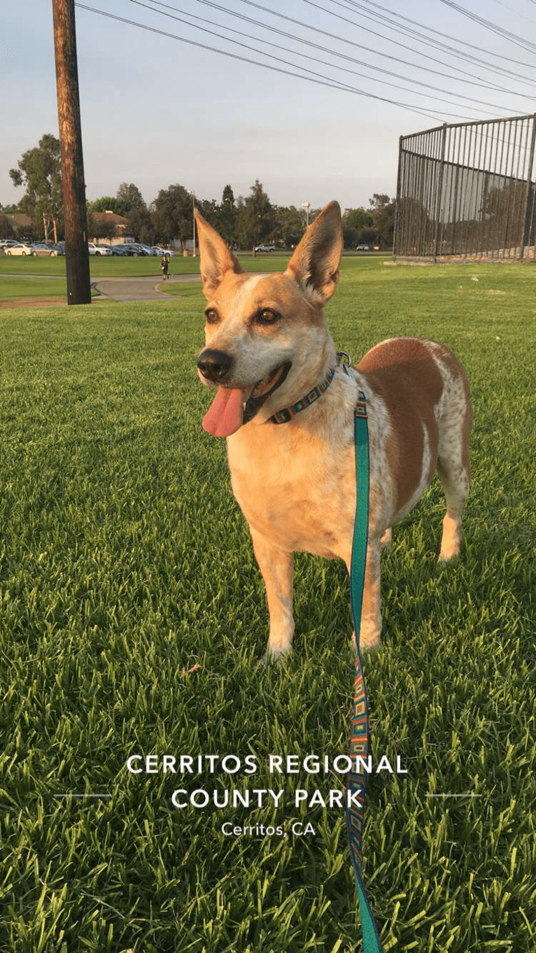 Kiki, an American Village Dog and Australian Cattle Dog mix tested with EmbarkVet.com