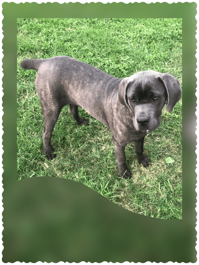 Vesta, a Cane Corso tested with EmbarkVet.com