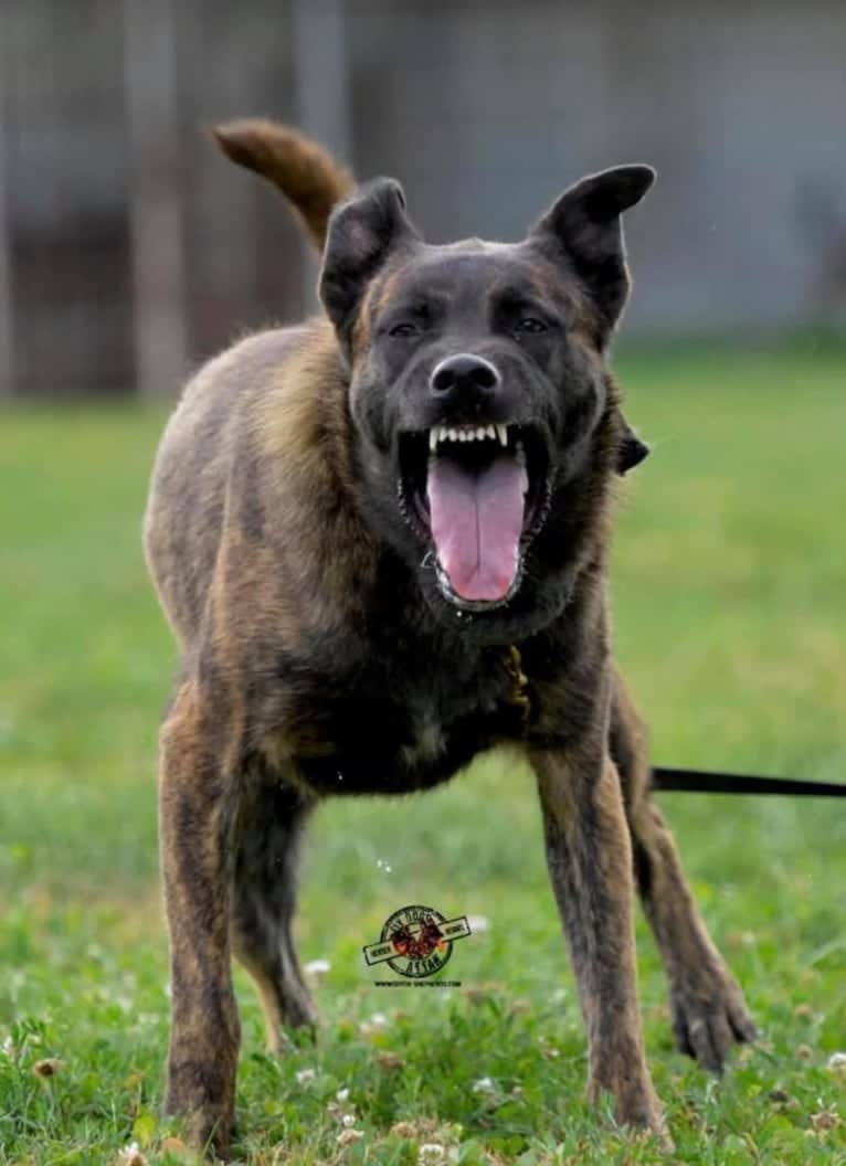 Ready, a Dutch Shepherd tested with EmbarkVet.com