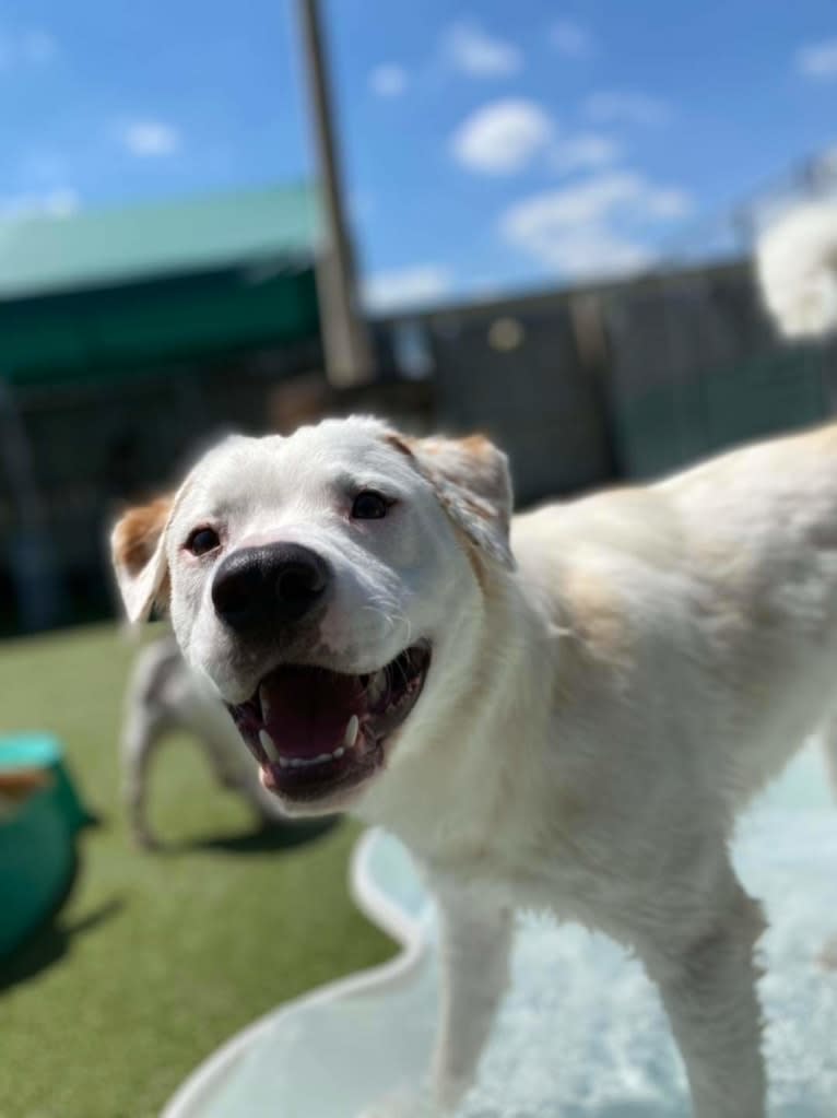 Thor, an American Pit Bull Terrier and Australian Shepherd mix tested with EmbarkVet.com