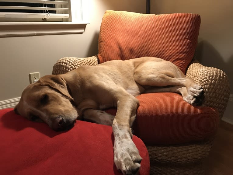 Comet, a Golden Retriever and Bloodhound mix tested with EmbarkVet.com