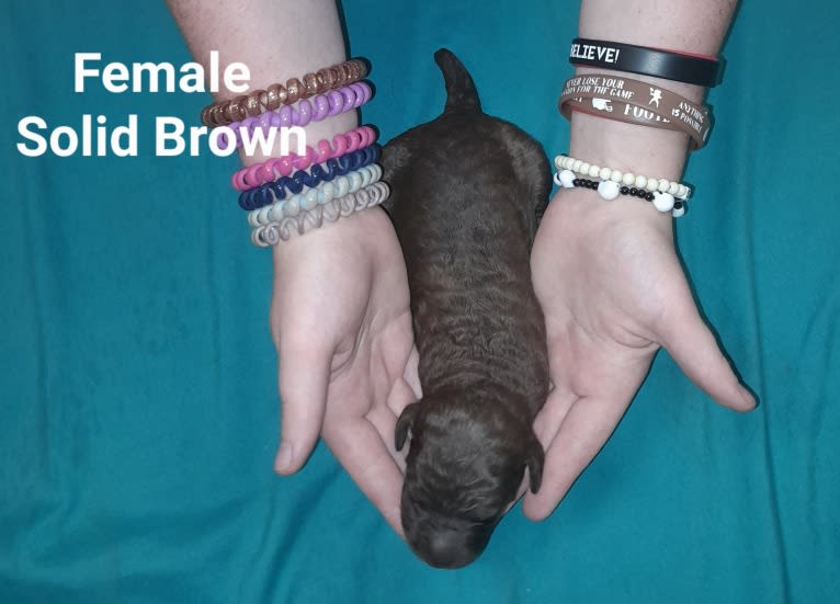 Sunny, a Poodle (Standard) tested with EmbarkVet.com