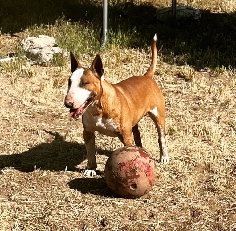 Julius Caesar, a Bull Terrier tested with EmbarkVet.com