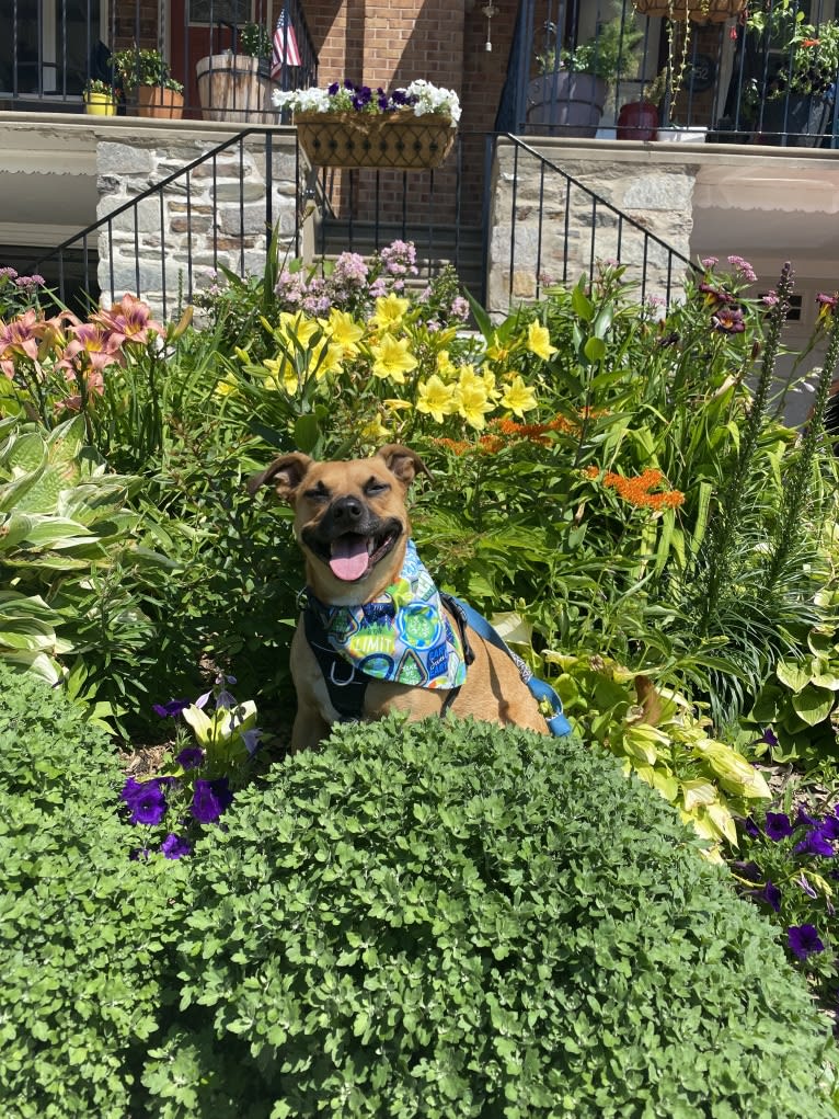 Odie, a Russell-type Terrier and Chow Chow mix tested with EmbarkVet.com