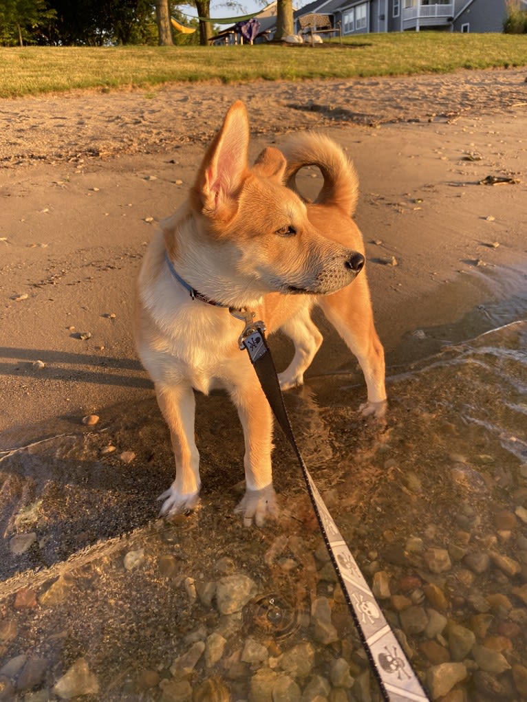 Dax, a Carolina Dog tested with EmbarkVet.com