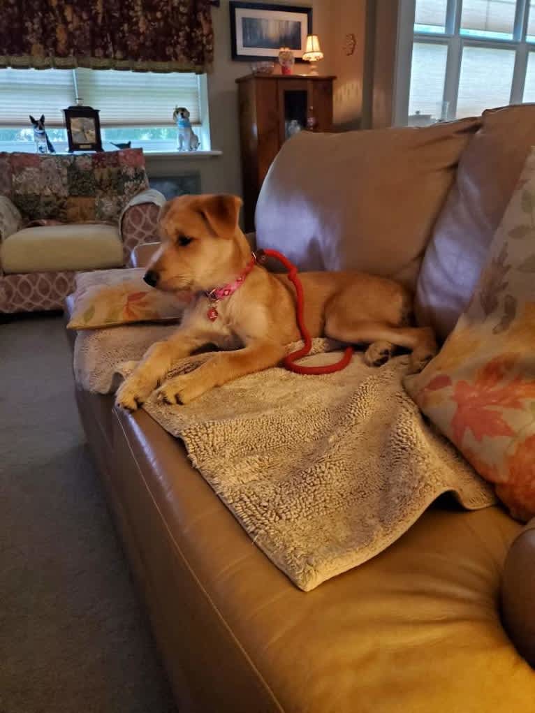 Zoey, a Rat Terrier and Siberian Husky mix tested with EmbarkVet.com