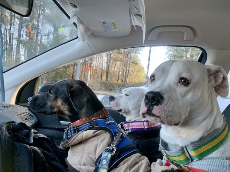 Tiptoe, an American Pit Bull Terrier and Great Pyrenees mix tested with EmbarkVet.com